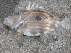 マトウダイの釣果