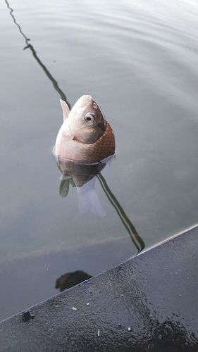 ヘラブナの釣果