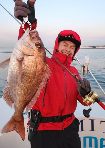 マダイの釣果