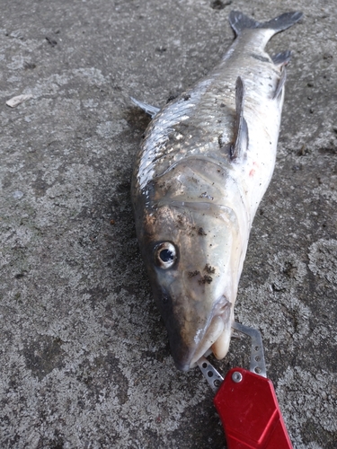 ニゴイの釣果