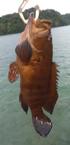 ヤミハタの釣果