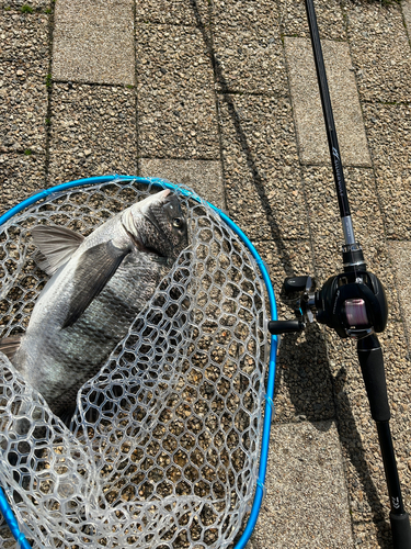 チヌの釣果