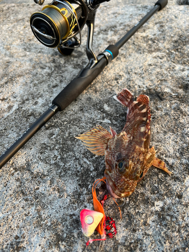 アラカブの釣果