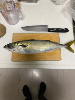 サバの釣果