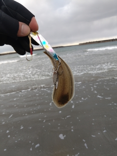 イワナの釣果