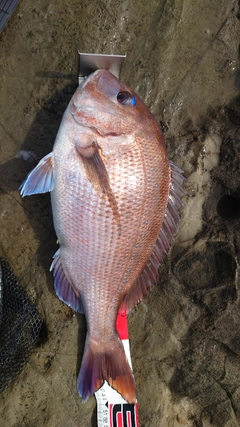 マダイの釣果