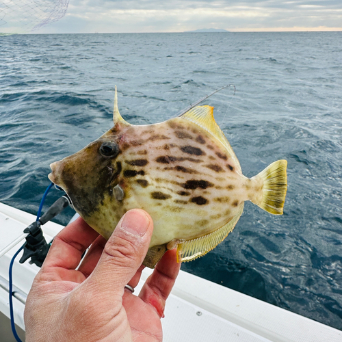 カワハギの釣果