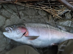 ニジマスの釣果