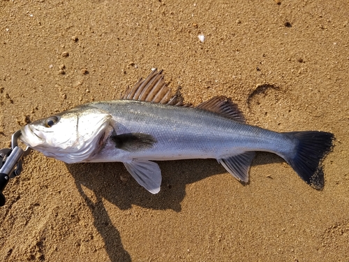 スズキの釣果