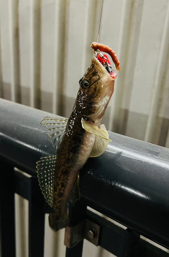 マハゼの釣果