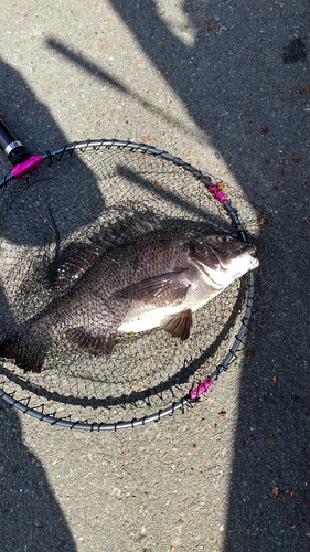 チヌの釣果