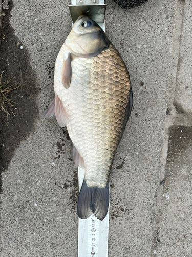 ヘラブナの釣果