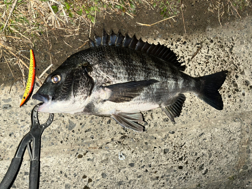 チヌの釣果