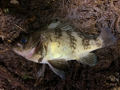 シロメバルの釣果