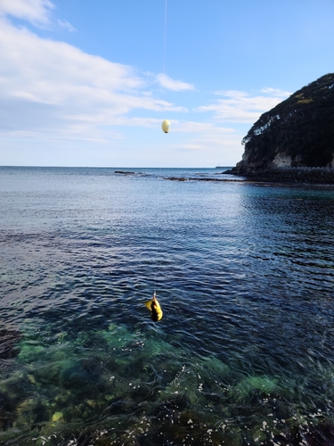 クサフグの釣果