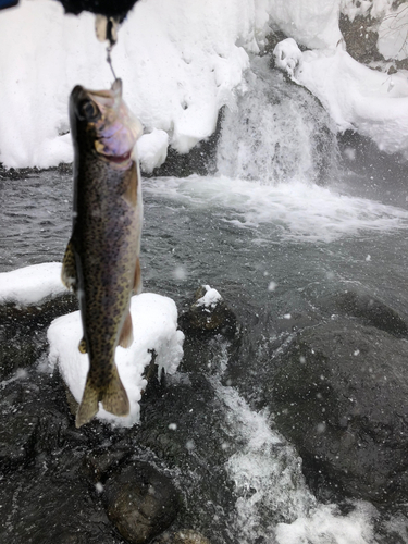 ニジマスの釣果