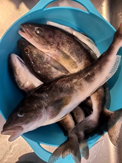 ホッケの釣果