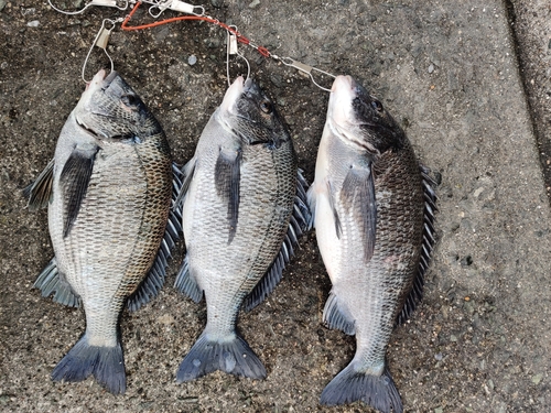 クロダイの釣果