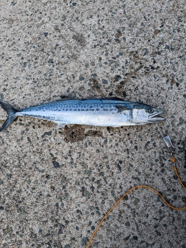 サゴシの釣果