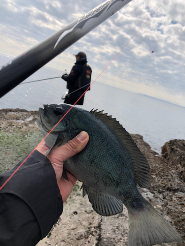 メジナの釣果