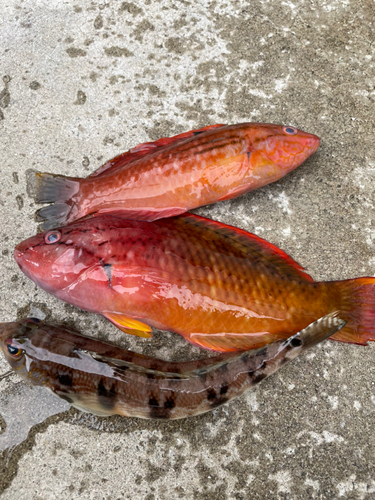 ベラの釣果