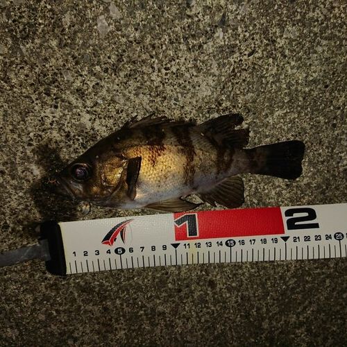メバルの釣果