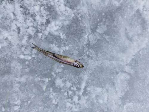 ワカサギの釣果