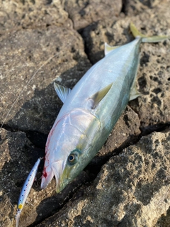 ヤズの釣果