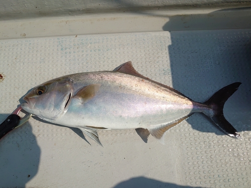 ネイリの釣果