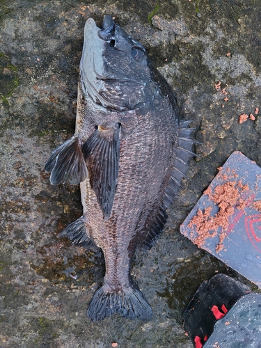 チヌの釣果