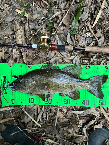 スモールマウスバスの釣果