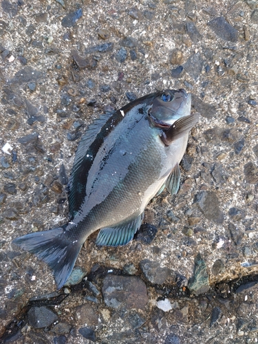 ブダイの釣果