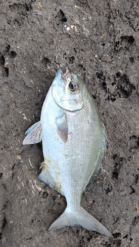 イスズミの釣果