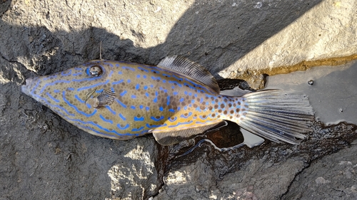 ソウシハギの釣果