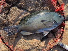 メジナの釣果