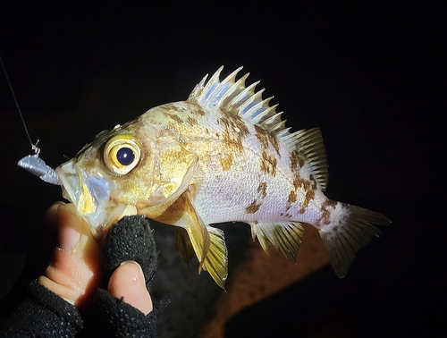 メバルの釣果