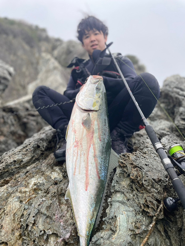 ブリの釣果