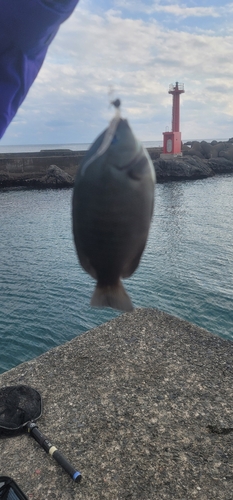 メジナの釣果