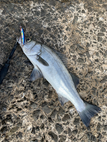 ヒラスズキの釣果