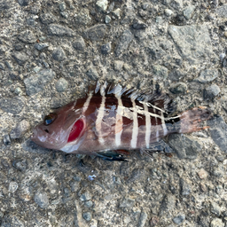 ユキヨッシーの釣果