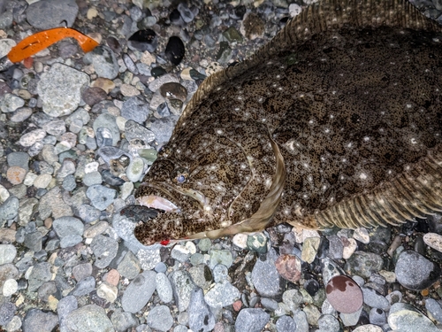 ヒラメの釣果