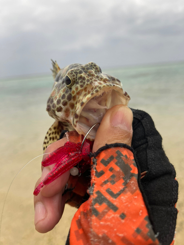 カンモンハタの釣果