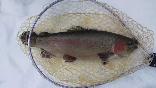 トラウトの釣果