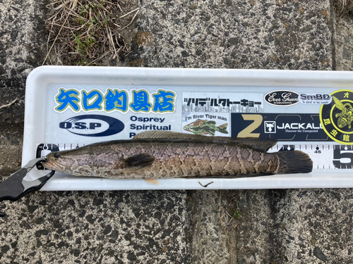 ライギョの釣果