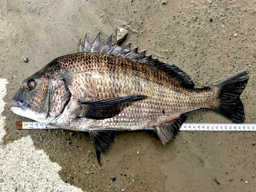 チヌの釣果