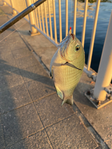 カワハギの釣果