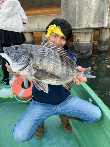 クロダイの釣果