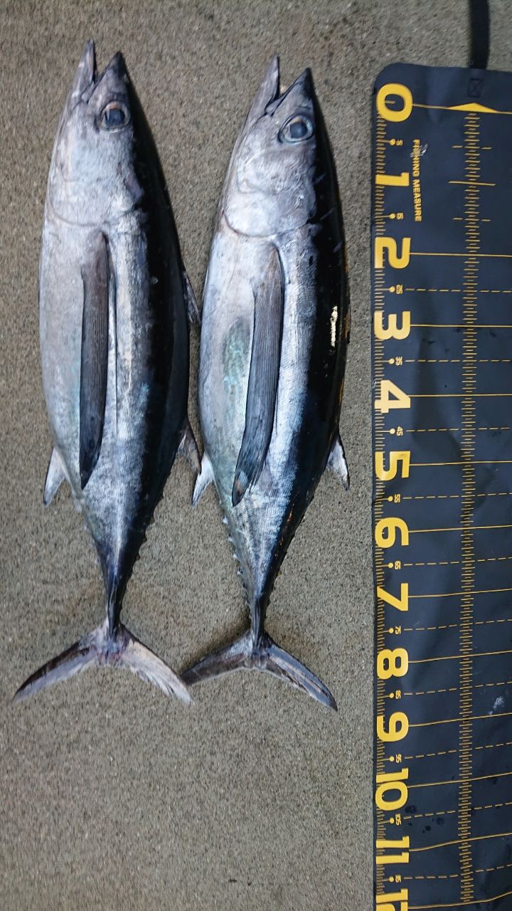 ビンチョウマグロ