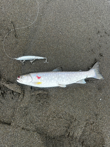 アメマスの釣果