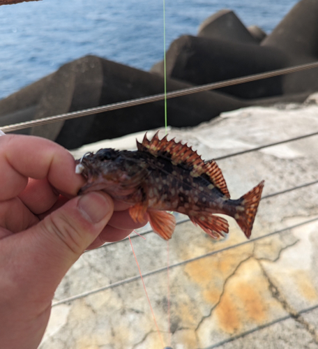 カサゴの釣果